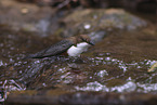 white-throated water ouzel