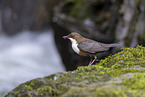 Eurasian dipper