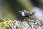 Eurasian dipper