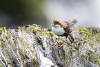 Eurasian dipper