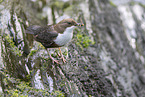 Eurasian dipper