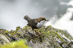 Eurasian dipper