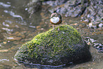 Eurasian dipper