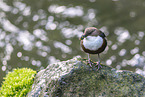 Eurasian dipper