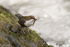 Eurasian dipper