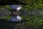 white-throated water ouzel