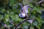 white-throated water ouzel