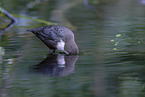 white-throated water ouzel