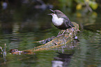 white-throated water ouzel
