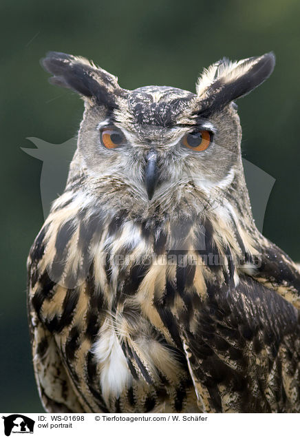owl portrait / WS-01698