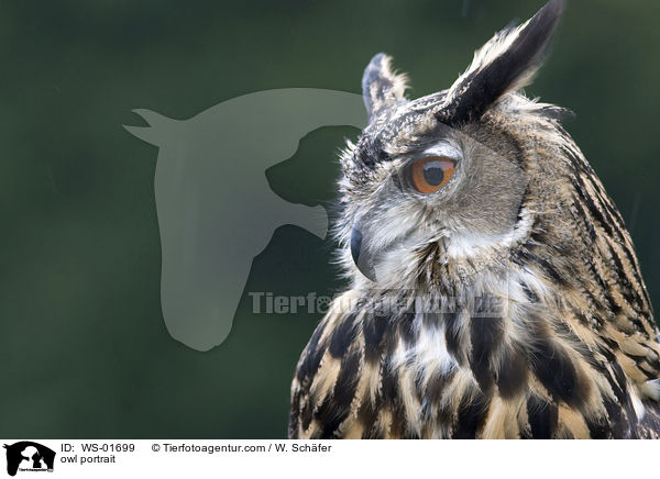 owl portrait / WS-01699