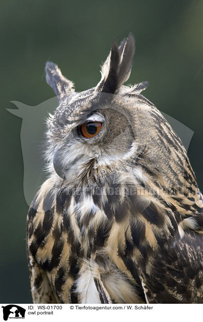 owl portrait / WS-01700