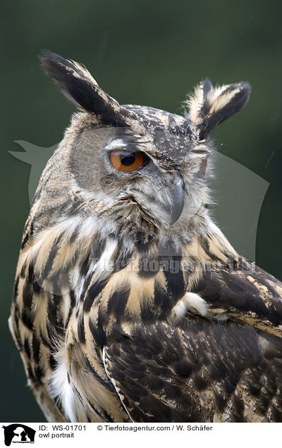 owl portrait / WS-01701