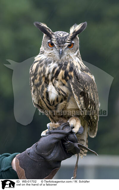 Uhu auf der Hand eines Falkners / owl on the hand of a falconer / WS-01702