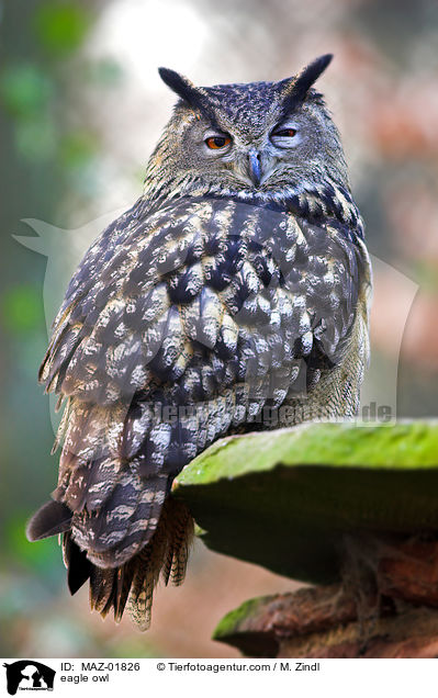 Uhu / eagle owl / MAZ-01826