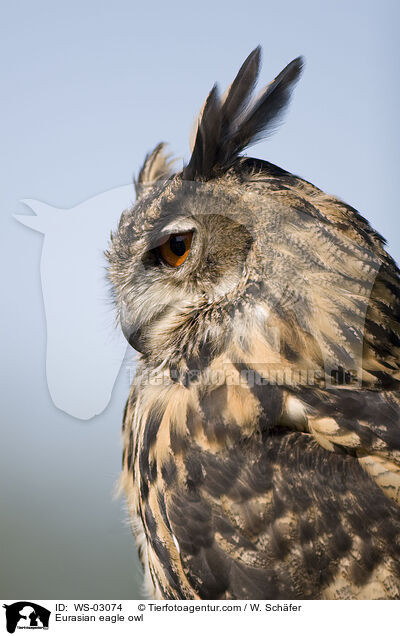 Uhu / Eurasian eagle owl / WS-03074