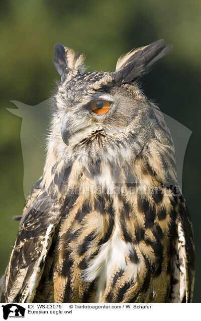 Uhu / Eurasian eagle owl / WS-03075