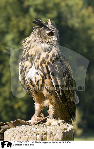 Uhu / Eurasian eagle owl / WS-03077