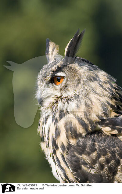 Eurasian eagle owl / WS-03079