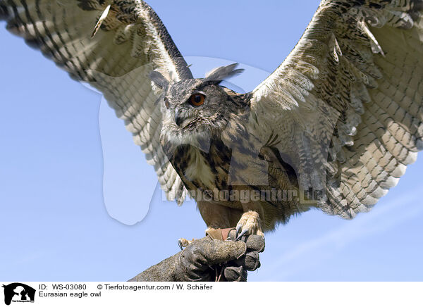 Eurasian eagle owl / WS-03080