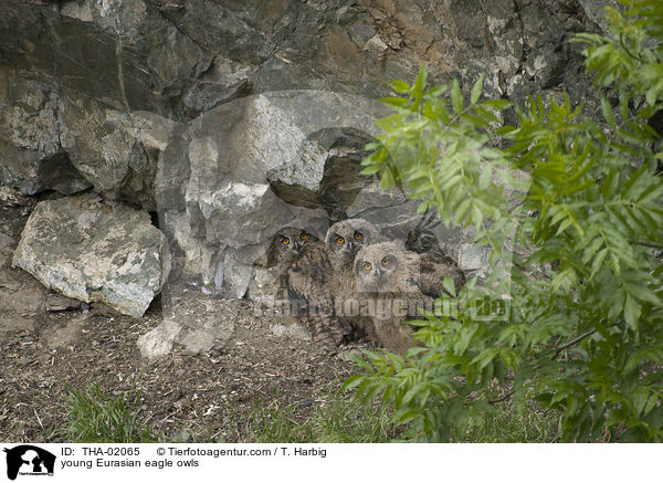 junge Uhus / young Eurasian eagle owls / THA-02065