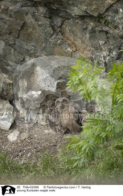 junge Uhus / young Eurasian eagle owls / THA-02066