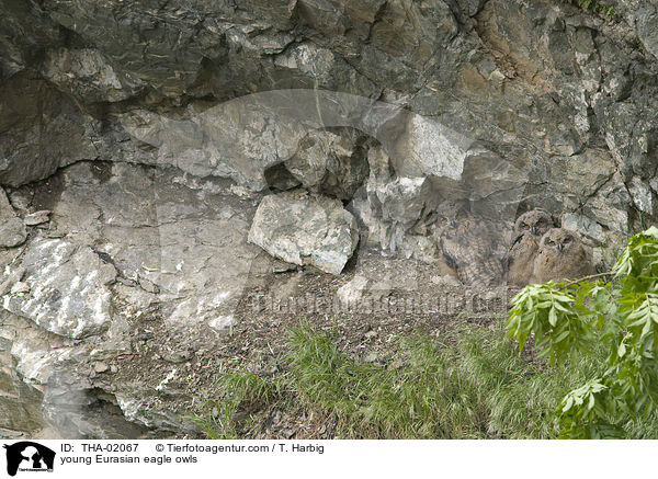 junge Uhus / young Eurasian eagle owls / THA-02067