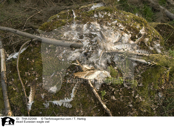 Uhu-berreste / dead Eurasian eagle owl / THA-02068