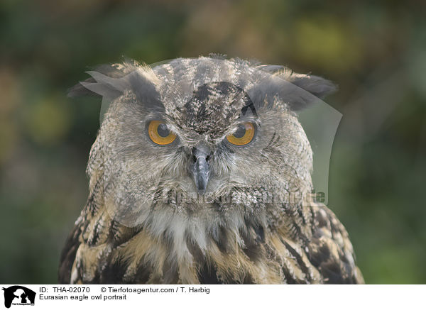 Uhu Portrait / Eurasian eagle owl portrait / THA-02070