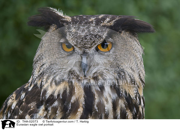 Uhu Portrait / Eurasian eagle owl portrait / THA-02073