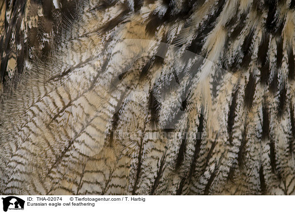 Eurasian eagle owl feathering / THA-02074