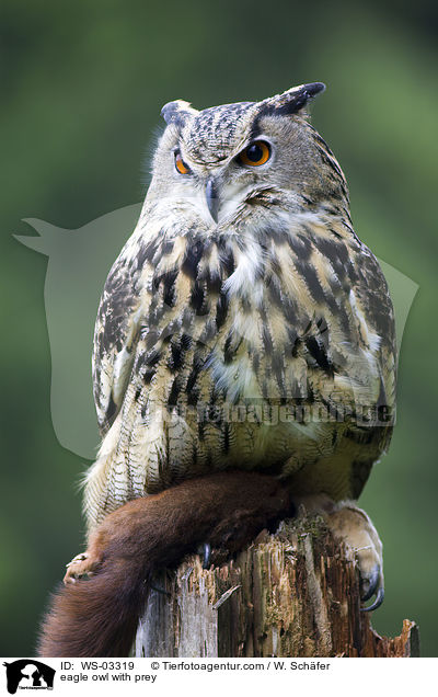 Uhu mit Beute / eagle owl with prey / WS-03319