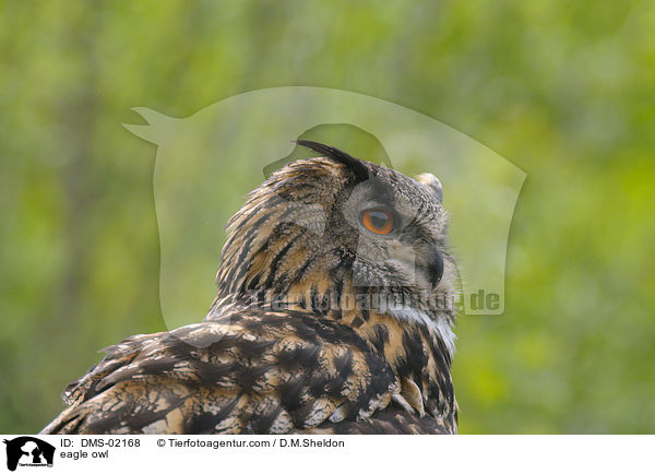 eagle owl / DMS-02168