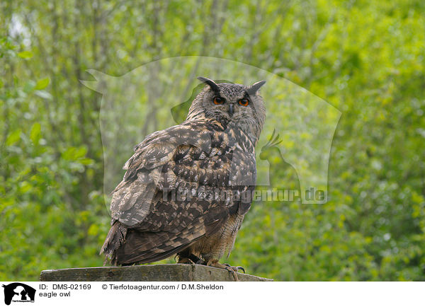 Uhu / eagle owl / DMS-02169