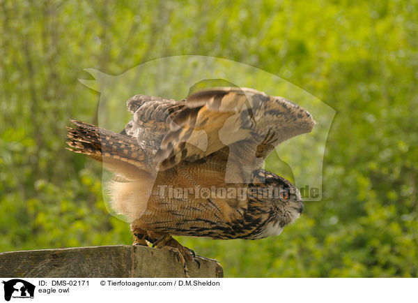 Uhu / eagle owl / DMS-02171