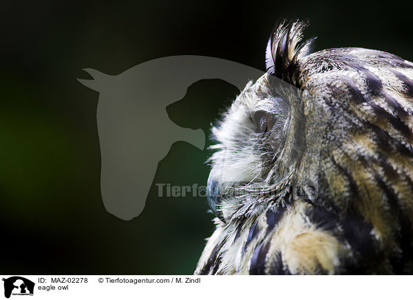 eagle owl / MAZ-02278