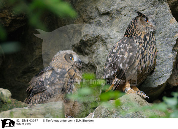 Uhus / eagle owls / DMS-03077
