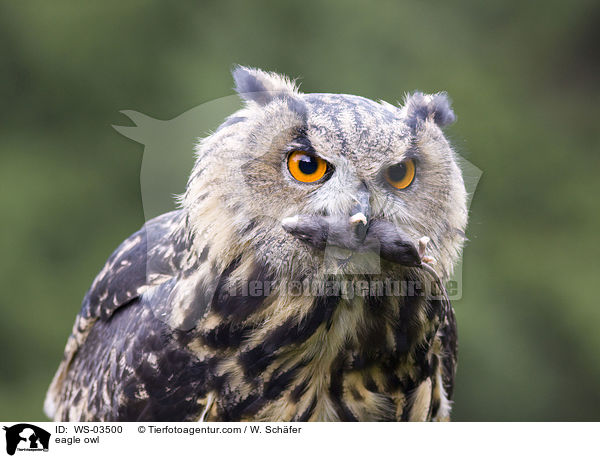 eagle owl / WS-03500
