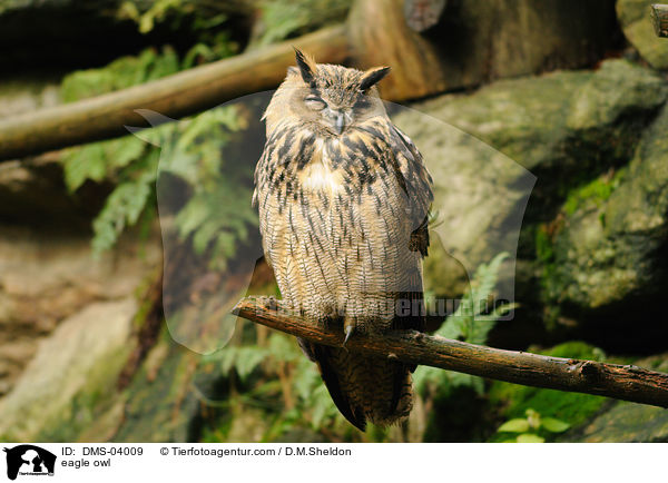 eagle owl / DMS-04009