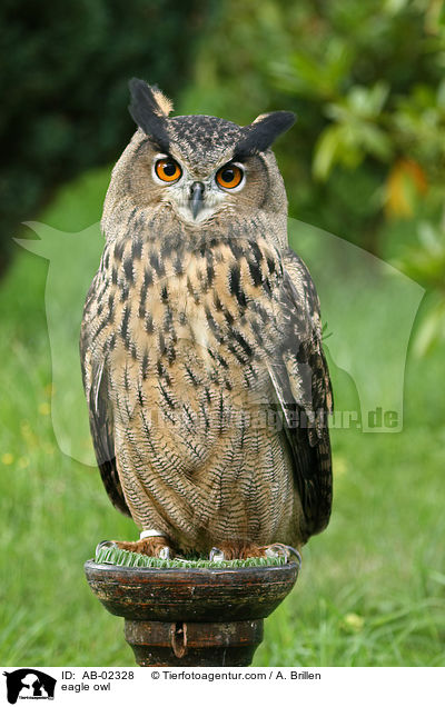 Uhu / eagle owl / AB-02328