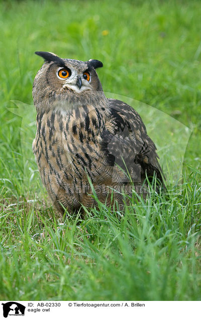 Uhu / eagle owl / AB-02330