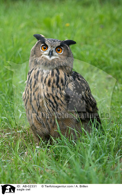Uhu / eagle owl / AB-02331