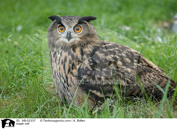 Uhu / eagle owl / AB-02337
