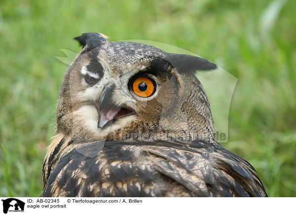 Uhu Portrait / eagle owl portrait / AB-02345