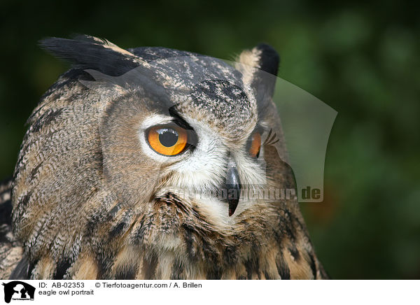 eagle owl portrait / AB-02353