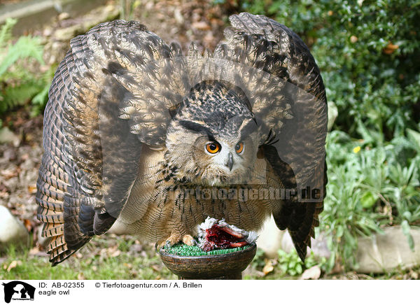 Uhu / eagle owl / AB-02355