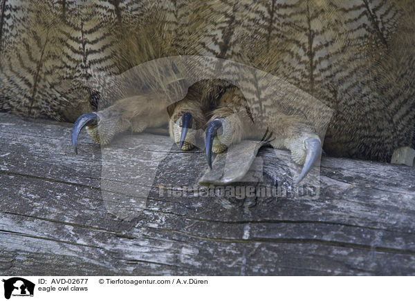 eagle owl claws / AVD-02677
