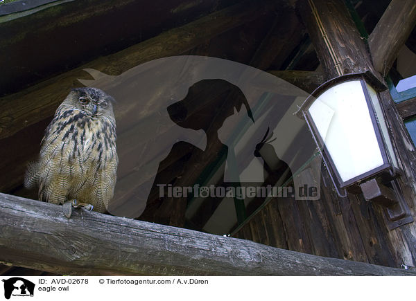 eagle owl / AVD-02678