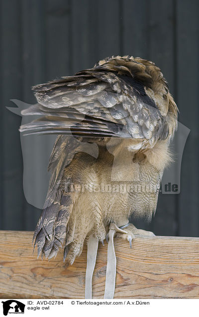Uhu / eagle owl / AVD-02784