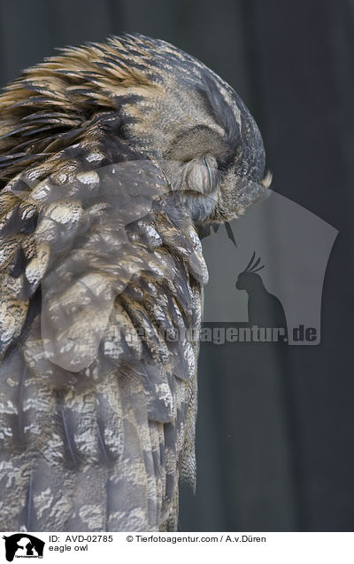Uhu / eagle owl / AVD-02785